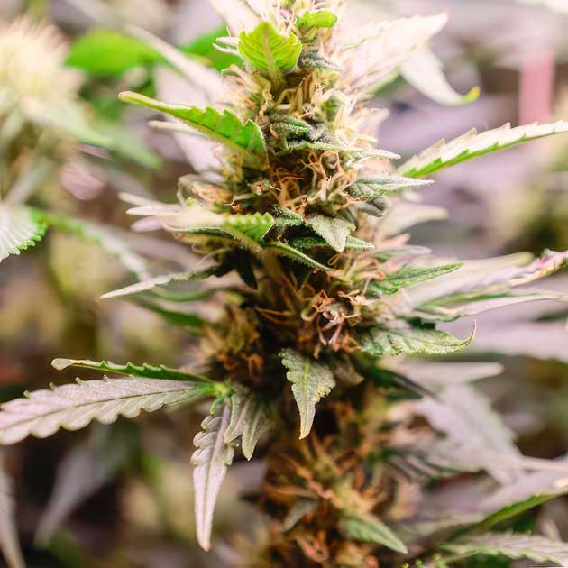 Янтарные трихомы каннабиса