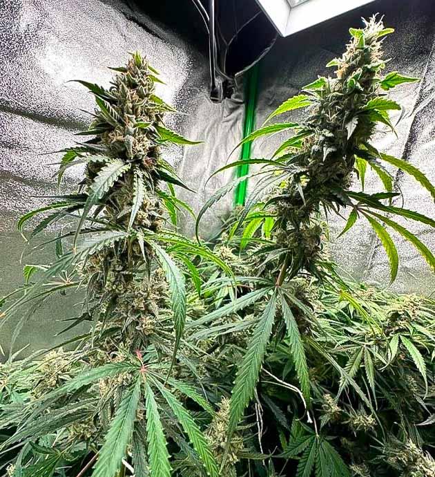 6 неделя цветения конопли