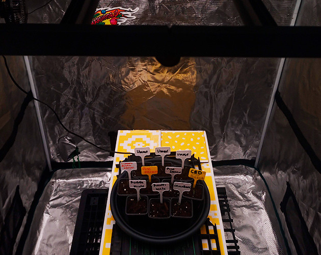 Пересадка ростков в небольшие горшки