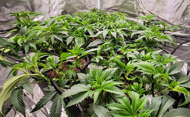 Кусты после дефолиации