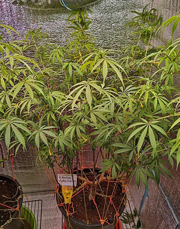 Дефолиация марихуаны