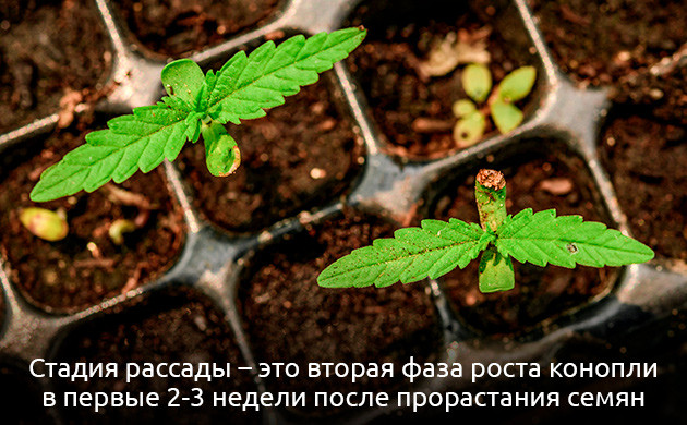 Важность стадии рассады в выращивании