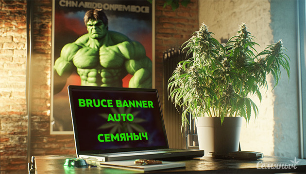 Дневник по выращиванию сорта Bruce Banner Auto fem от Семяныча