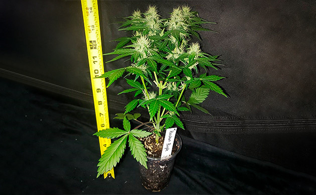 Измерение роста карликового куста