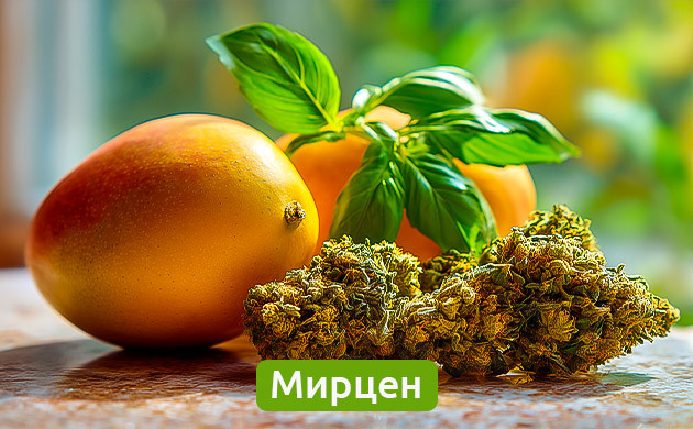 Мирцен: сладкий аромат и терапевтические свойства Терпены мирцен в манго, травах и конопле
