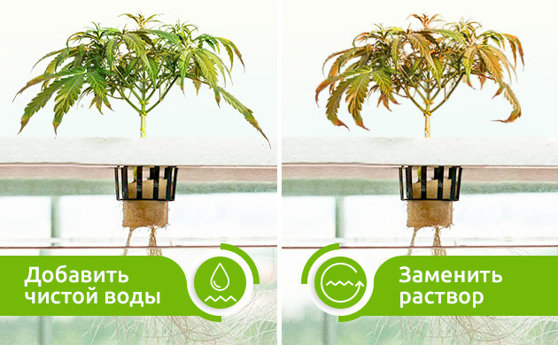 Добавление чистой воды в гидропонику или замена раствора