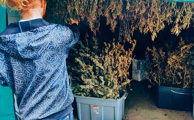 Условия работы триммером Подготовка каннабиса к стрижке