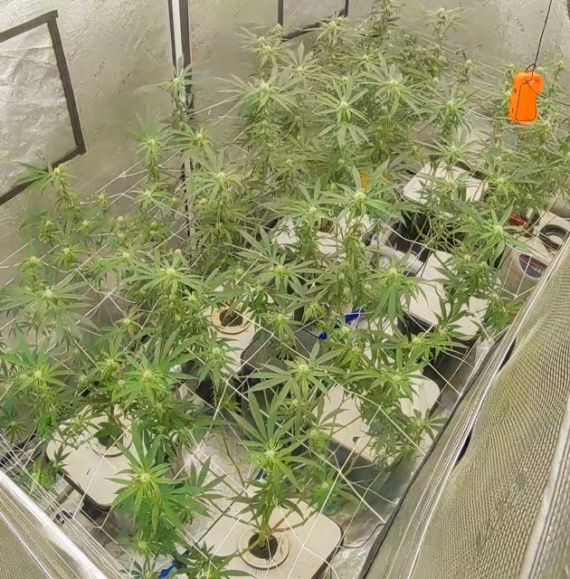 Конопля ростом 115 см