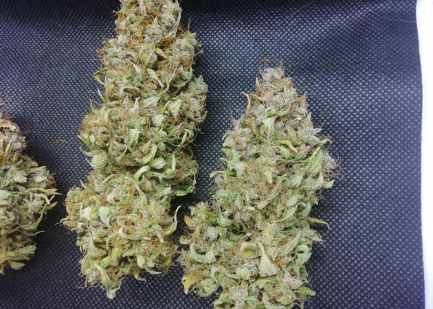 Сухие шишки