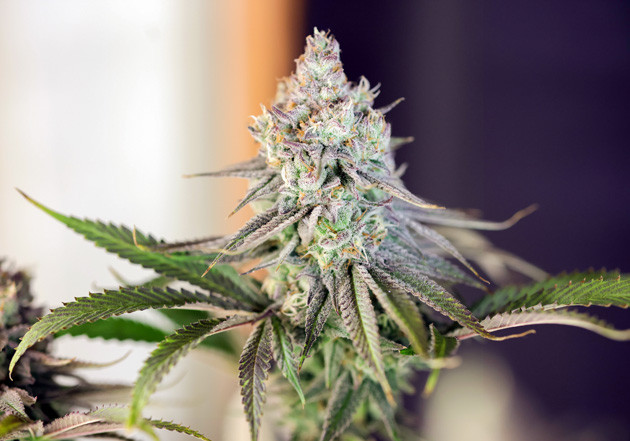 Подготовка к харвесту Трихомы окрасились в янтарный цвет