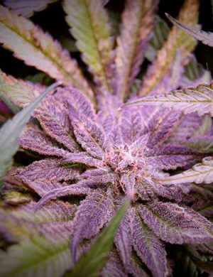 Листья конопли фиолетового цвета Листья фиолетового оттенка