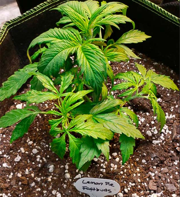 Формирование новых листьев