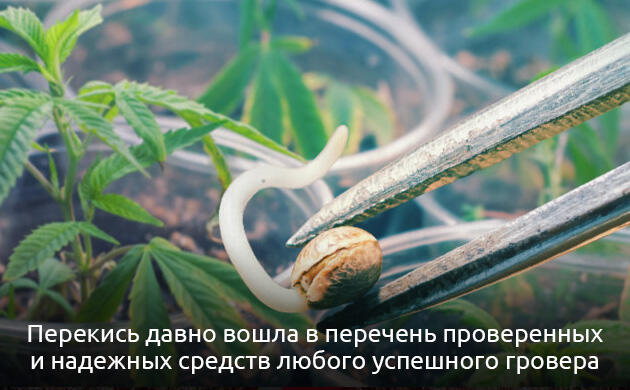 Проращивание семян конопли с ускорением с помощью перекиси водорода