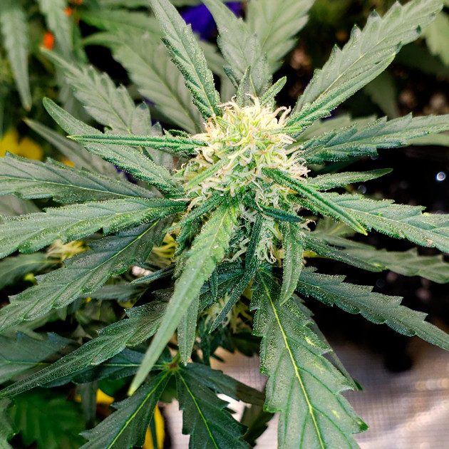 Бутон Cookies Auto Цветение на пятой неделе