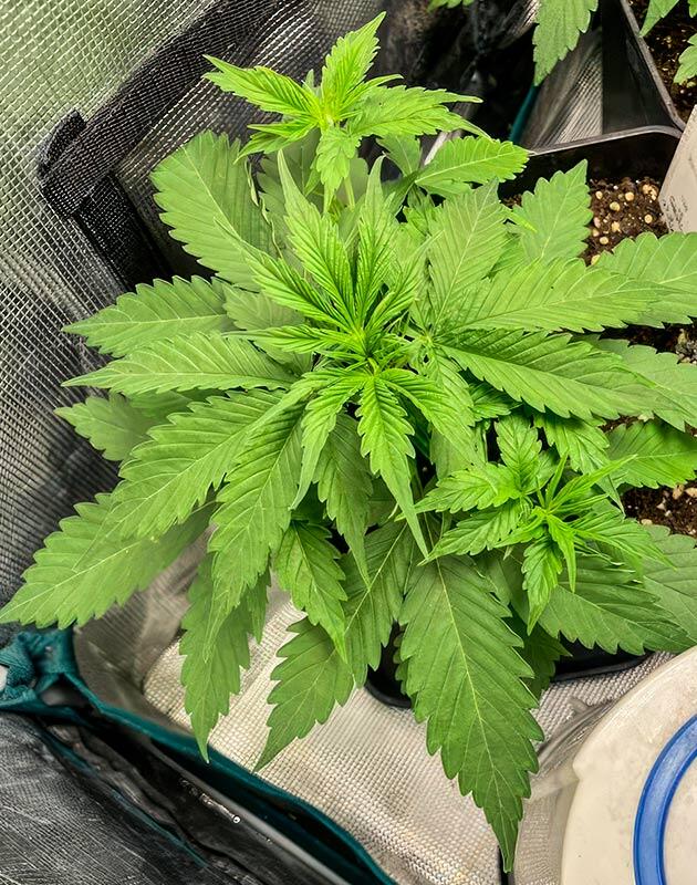 Марихуана с активным ростом боковых побегов после тренировки