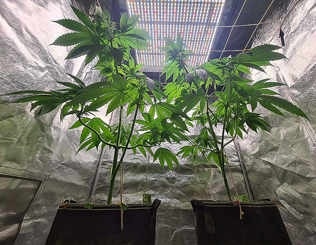 подготовка к цветению Chemical Bride завершение вегетации Chemical Bride