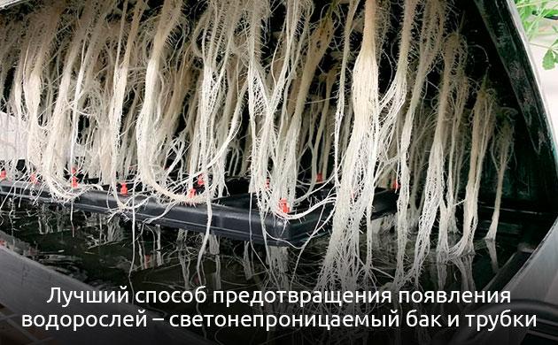 Как избавиться от водорослей в гидропонной системе для конопли Борьба с водорослями в гидропонной системе