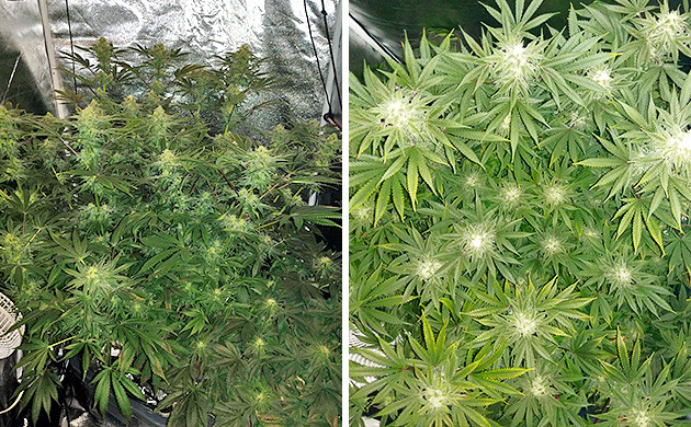 6 неделя цветения Tutankhamon