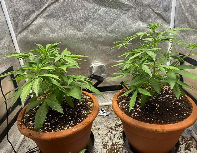 выращивание сорта конопли Banana Purple Punch Auto Стимуляция роста куста Banana Purple Punch Auto