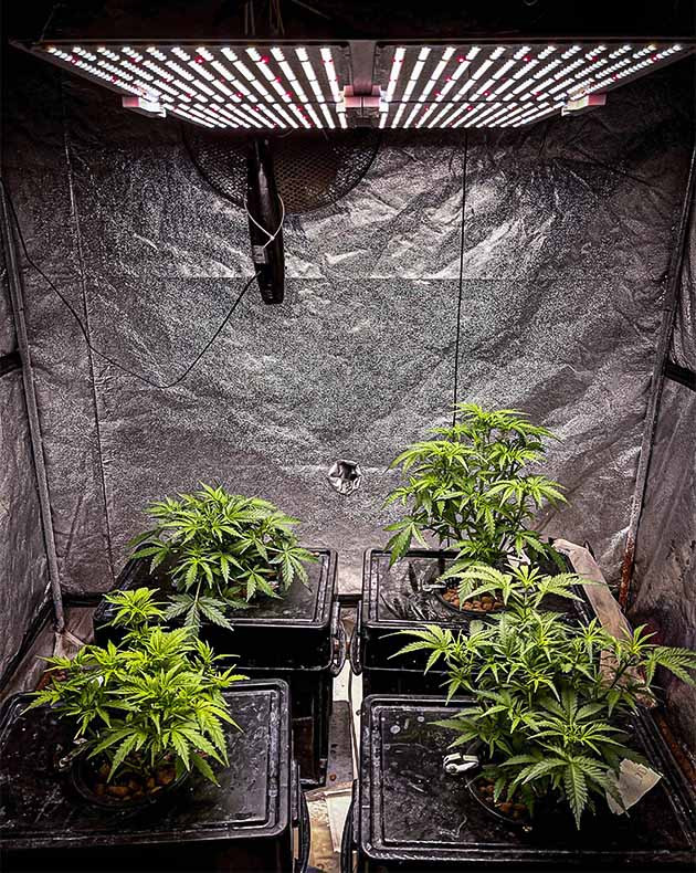 Развитие растений на 4 неделе вегетации Wedding Cheesecake выше других кустов в боксе