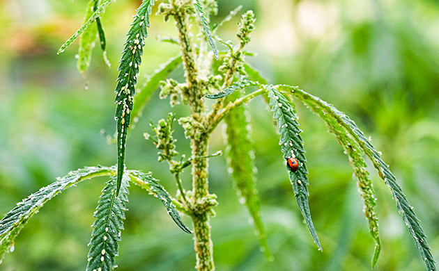 Тля и медвяная падь: следствие питания