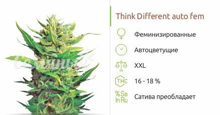 Think Different auto fem от Dutch Passion