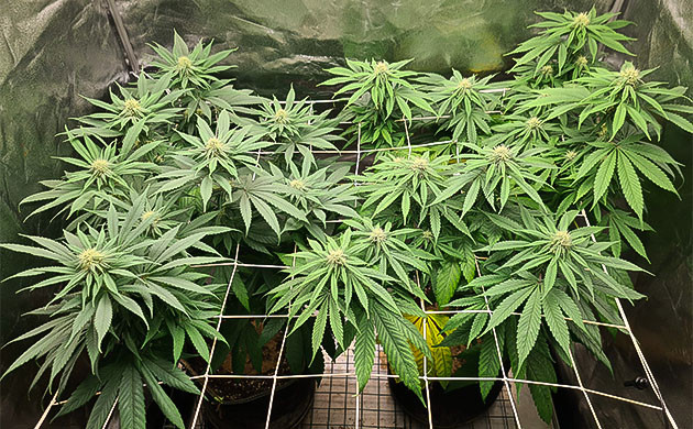 масло нима для куста Chemical Bride борьба с вредителями