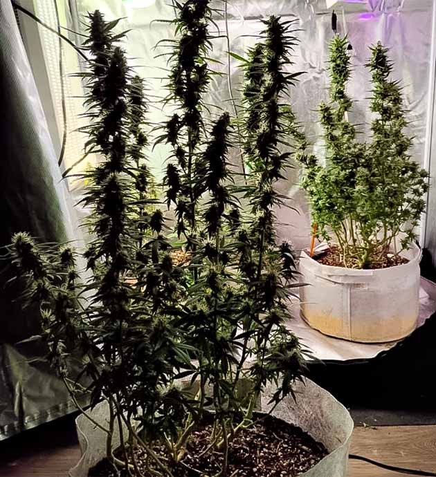 Марихуана покрытая смолой