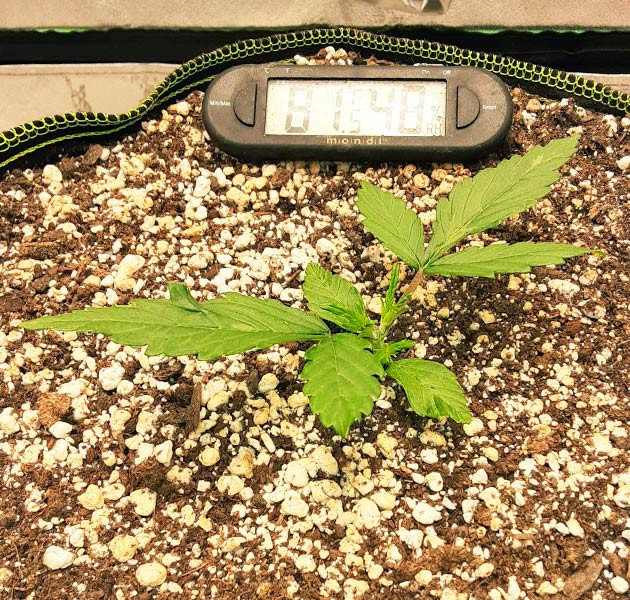 Ранний топпинг Обрезка верхушки небольшого ростка