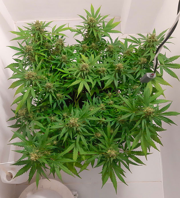 Подготовка к цветению Gorilla Auto Gorilla Auto: стимуляция роста