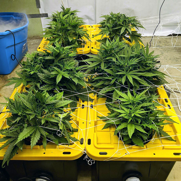 Применение удобрений FloraMicro и FloraBloom на 5 неделе выращивания Girl Scout Cookies auto fem Кусты Girl Scout Cookies auto fem под сеткой ScrOG