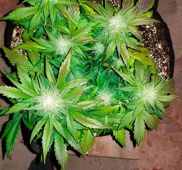 Появление фиолетово-синих тонов у конопли