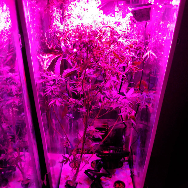 Куст ростом 95 см