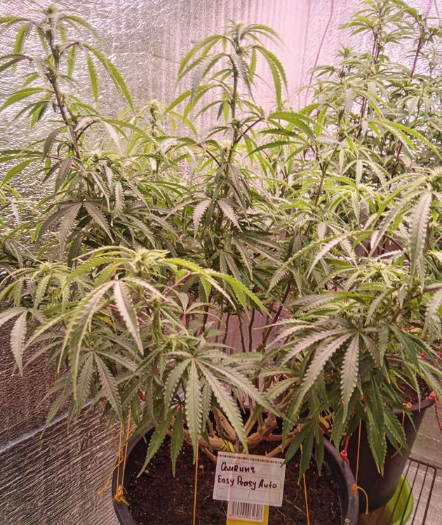 Дефолиация конопли 6 неделя роста марихуаны