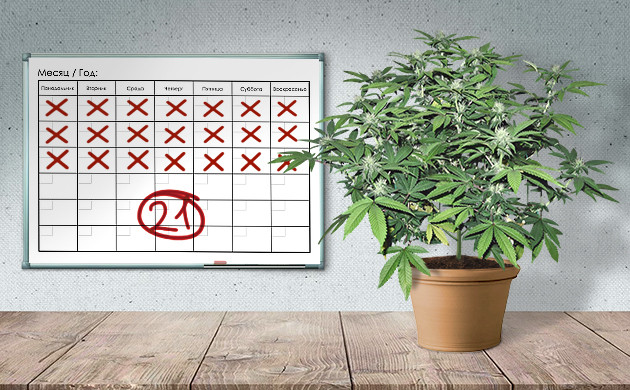 Какой период занимает Монстр Кроппинг