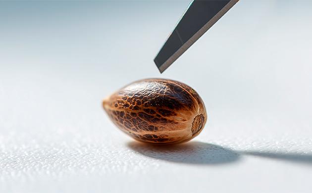 Искусственное повреждение оболочки семени Механическая скарификация