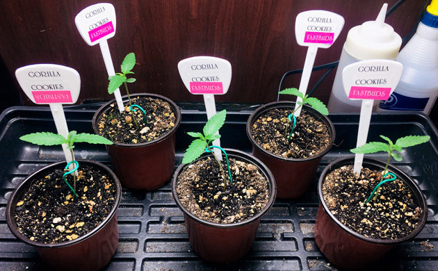 Первая неделя вегетации Пять горшков с ростками