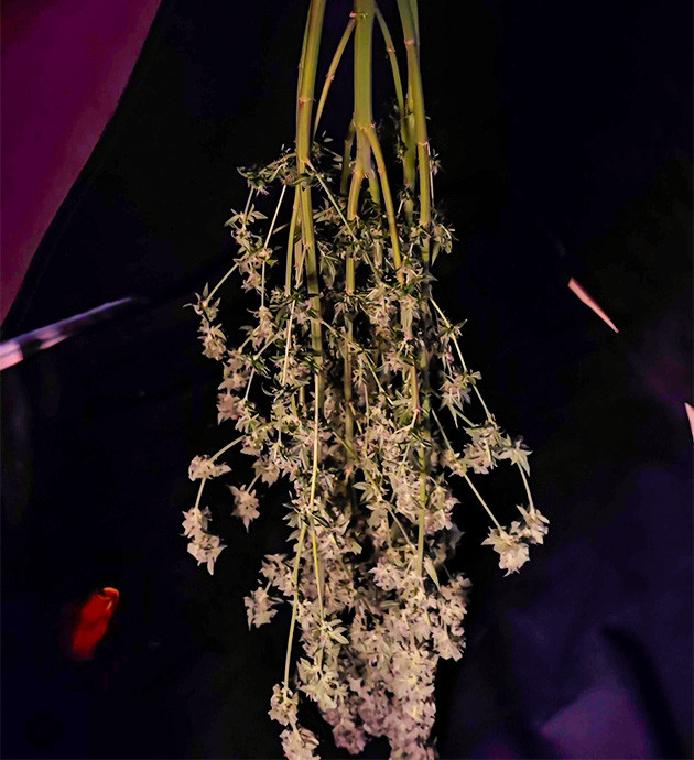 предхарвест кустов Sweet Cherry Pie