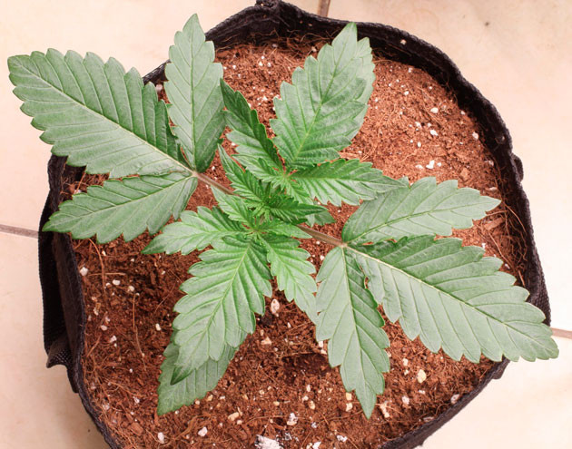 Orange Apricot Glue XL Auto ростом 12 см