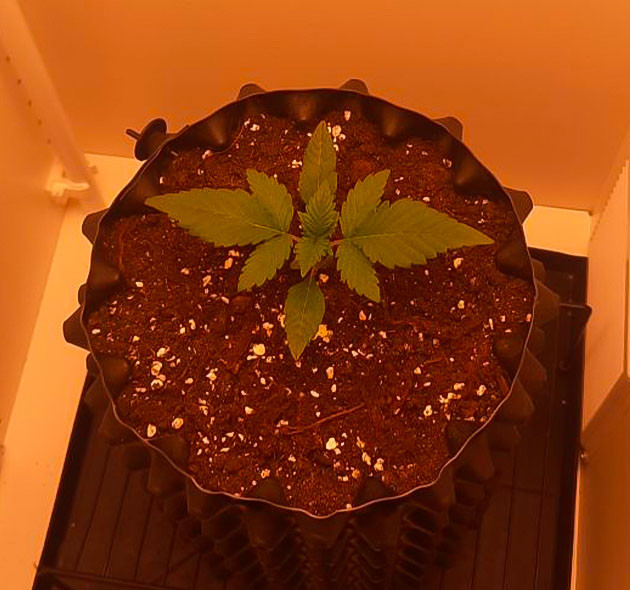 Растишка Dos-Vi-Dos fem от Семяныча на 1-2 неделе