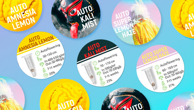 Бонусные семена от сидбанка Семяныч Автоцветы от Семяныча