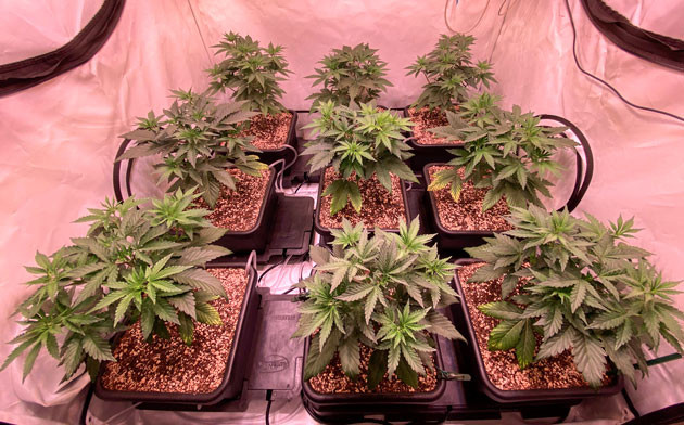 Появление желтых пятен у марихуаны Кусты сорта Orange Kush Cake R1 ростом 30 см