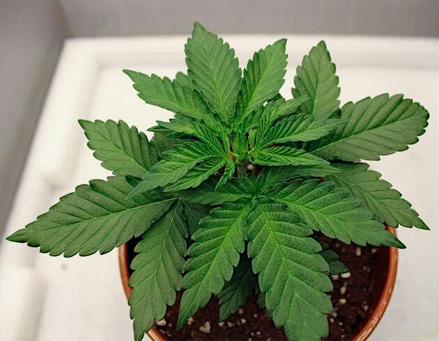 Развитие конопли и комфортная температура в боксе Растишка Papaya Frosting от Barney's Farm на 2 неделе развития