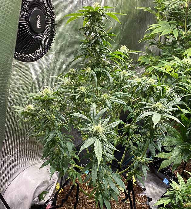 Применение дефолиации для сорта Gorilla Glue #4