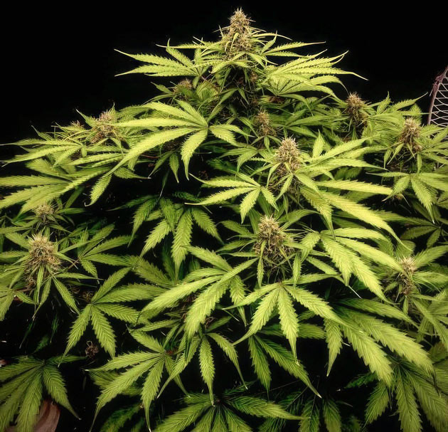 Куст Strawberry Gorilla Auto на 9 неделе выращивания