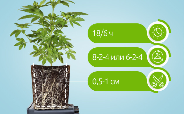 Режим освещения, дозировка удобрений и обрезка корней