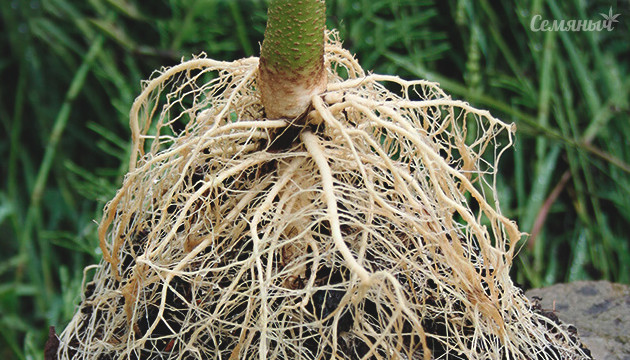 Корень конопли