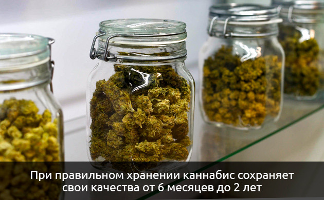 Качество каннабиса Сохранение качества каннабиса