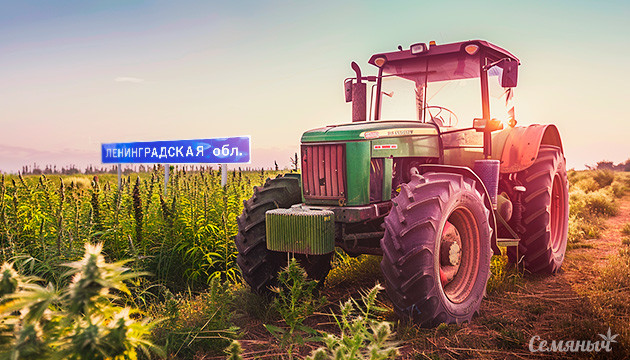 Экс-депутат из Карелии переезжает чтобы выращивать коноплю в Ленобласти В Ленинградской области начнут выращивать техническую коноплю