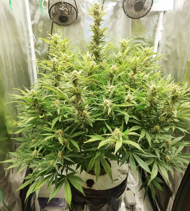 Гладкий процесс цветения Bruce Banner Auto Сокращение светового времени для Bruce Banner Auto